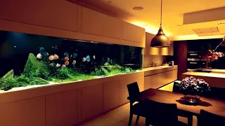 Massive 1000 Gallon Discus Fish Tank in Luxury Home Aquarium