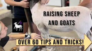 Tips and Tricks For Raising Sheep and Goats | Over 60 Tips!