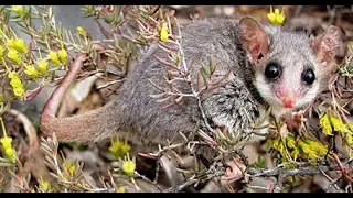 Pilliga forest under Threat from Coal seam gas Fracking