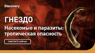 Гнездо | Насекомые и паразиты: тропическая опасность | Discovery