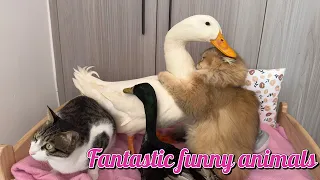 Makes you laugh🤣! The duck wants to take the cat's massager for himself. So funny and cute animal