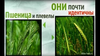 Кто такие плевелы ? Что говорит Библия о их природе происхождения .