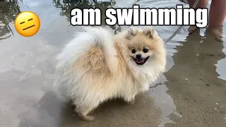 Pomeranian Puppy's First Steps in Water! 😃