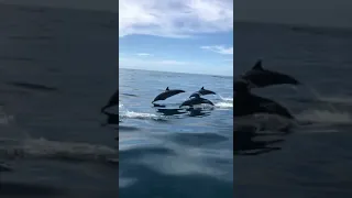 Spinner Dolphins