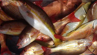 Yellowtail, Lane, and Mangrove Snapper CATCH CLEAN COOK (CHICKEN RIG SLAM)