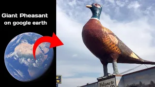 I found world's largest pheasant on google maps and google earth #earthsecret377