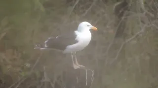 Морская чайка   Larus marinus