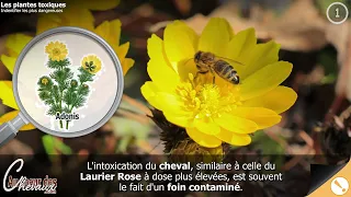 Quotidien - Les plantes toxiques, savoir les identifier pour éviter l'intoxication du cheval