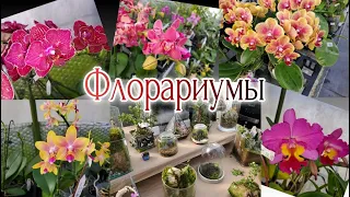 Поездка в теплицу Изготовление флорариума