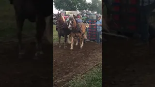 Haflinger Pulling