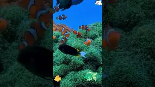 Aquarium  VIDEO 4K - Beautiful (ULTRA HD)Coral Reef Fish YouTube Shorts