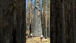 Валка больших деревьев / Big tree felling compilation / Huge Tree Laid Down by Loggers