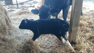 New Heifer calf, backwards assist