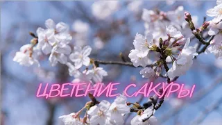 Фудзияма (Япония) - Цветение сакуры - Музыка для сна