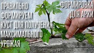 КАК ПРАВИЛЬНО ФОРМИРОВАТЬ КУСТ ВИНОГРАДА. УРОЖАЙ ВАМ ОБЕСПЕЧЕН . ФОРМИРОВКА КУСТА НА АРКУ (ПЕРГОЛУ)