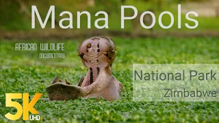 5K African Wildlife Documentary Film - Mana Pools National Park, Zimbabwe, Africa - 1 HR