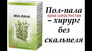 Пол-пала (Эрва шерстистая) леченая трава/как растворить камни в почках и желчном