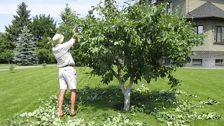 Летняя обрезка яблони Белый Налив