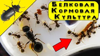 Жук Знахарь для Муравьев! Содержание, уход и кормление. AntsWorld