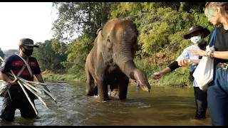 Rescue of a lame Elephant - ElephantNews