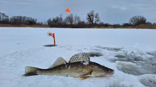 Cooking fish in wild conditions🐟🔥 #survival #bushcraft #camping