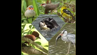 Birding in Singapore, Bishan Ang Mo Kio Park-Otters, Herons, Waxbills. May 2023.