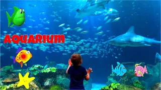 David Visits Chicago Shedd Aquarium | Educational Fish and Animals for Kids and Toddlers