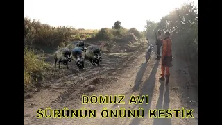 Aksiyonu Bol DOMUZ AVI - Çeltik ve Mısır Tarlalarında yapılan bir avdan geriye kalanlar