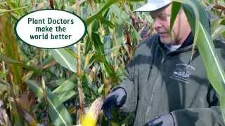 Corn is a-maize-ing—plant doctors help keep it that way!