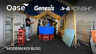 Modern Koi Blog #5674 - Live aus Japan: Die erstklassigen Nisai aus Shin Maeda