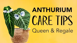 ANTHURIUM Care & Tips | Queen Anthurium Warocqueanum & Anthurium Regale speaks out