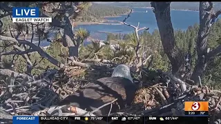 Eagle cam: Baby chicks could hatch anytime in Big Bear