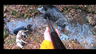 Wild boar hunting / Best shoots in season 2019-20.