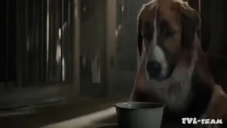 un perro increible pelicula completa en español latino