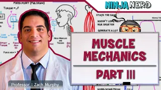 Musculoskeletal System | Muscle Mechanics | Types of Contractions & Levers