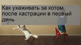 Как ухаживать за котом после кастрации в первый день