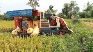 Vườn của Nhung 85 .Lúa về ,hôm nay cùng vc Nhung thu hoạch lúa chín bội thu nhé.