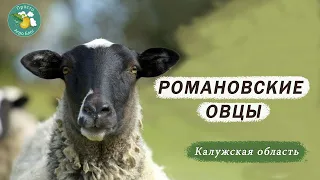 Как получать больше мяса от романовских овец. Калужское ранчо