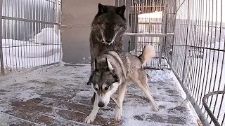 Вязка Волка и Хаски, wolf and husky breeding