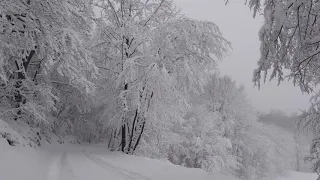 ЗИМНИЙ ЛЕС. 2 ЧАСА РЕЛАКСА.