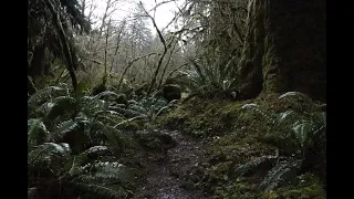 The wet temperate rainforest in winter
