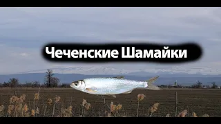Чеченские Шамайки,известная как царская рыба,в 2006 году шемая была внесена в Красную книгу