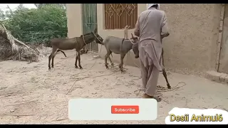 krycie koni zimnokrwistych sokoloskish sokol ||donkey mating||horse mating #burro