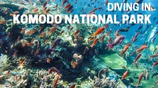 Scuba Diving in Komodo National Park, Indonesia