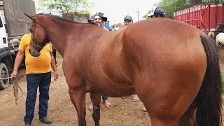 FEIRA DE CAVALOS EM CARUARU-PE    14-05-2024  #nordeste