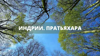 Индрии. Пратьяхара | Практика раджа-йоги