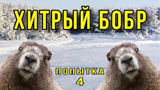 Охота на бобра капканами, попытка № 4 спортивный Бобр