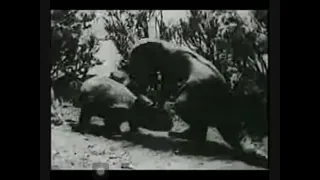 Ghost of slumber mountain (1918) | t rex vs triceratops