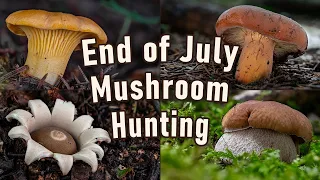 Mushroom Foraging - End of July 2023 - Cep | Boletus edulis | Golden chanterelle | Milkcap | Fungi