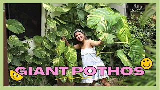 PROPAGATING GIANT GOLDEN  POTHOS